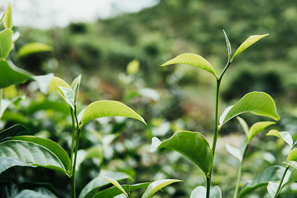 Uprawa zielonej herbaty